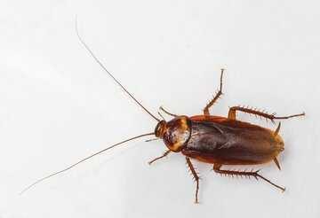 AmericanCockroach.jpg