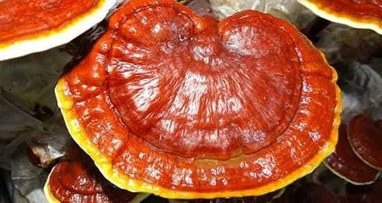 پزشکی