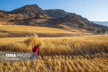 ایران به مرز خودکفایی گندم می‌رسد