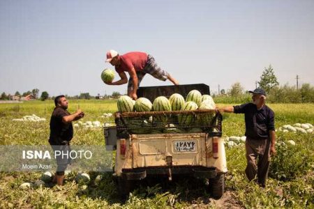 تولید بیش از ۹۰۰ هزارتن هندوانه خارج از فصل در سیستان‌وبلوچستان