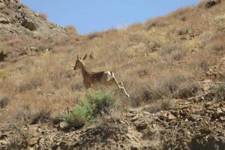 احیای زیستگاه پلنگ و آهو در هفتاد قله مرکزی نیازمند بررسی است - خبرگزاری مهر | اخبار ایران و جهان