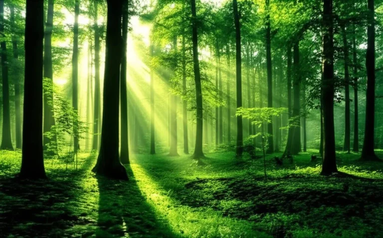 جنگل نقله بر رودبار | راهنمای سفر به طبیعت بکر گیلان